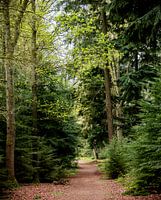 Oneindig pad in de bossen