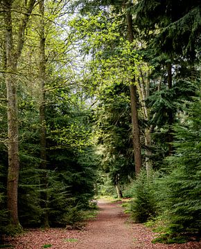 Oneindig pad in de bossen