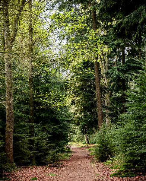 Oneindig pad in de bossen van Antoine Sprangers