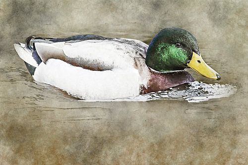 Male duck swims in the water (artwork)