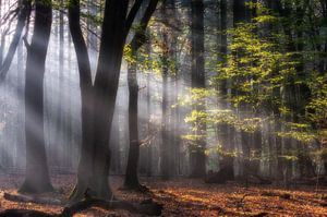 Tôt le matin sur Jeroen Linnenkamp