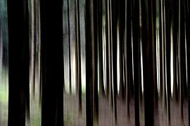 BAYERISCHER WALD 5 von Miroslav Ptacek