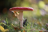 Magisch moment: Vliegenzwam en Vlieg in het bos