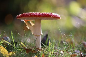 Agaric tue-mouches (Fly agaric)