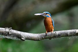 Frischer Fisch... am Tisch von Gerjo Horsman