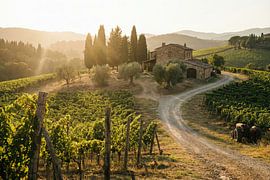 Goldene Stunde über sanften Weinbergen und rustikalen Bauernhäusern von Markus Gann