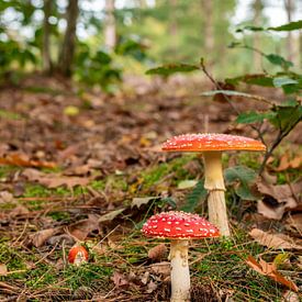 Groepje paddenstoelen (vliegenzwammen) in het bos van Andrea de Jong