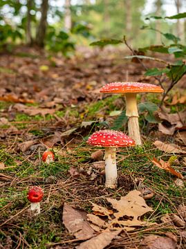 Groepje paddenstoelen (vliegenzwammen) in het bos van Andrea de Jong