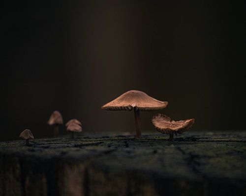 Champignons