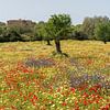 Frühlingsblumen, Mallorca von Peter Schickert