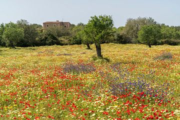 Voorjaarsbloemen, Mallorca van Peter Schickert