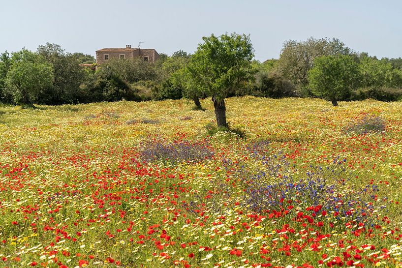 Frühlingsblumen, Mallorca von Peter Schickert