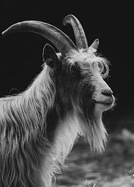 Ziege von Angela van der Zee