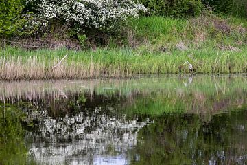 A heron foraging in the Elbe meadows by t.ART