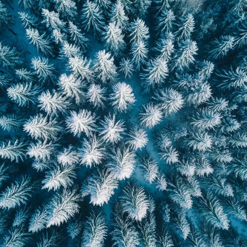 Besneeuwde dennenbomen