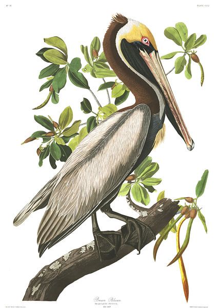 Brown Pelican by Birds of America