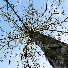 Fier comme un arbre sur Piertje Kruithof