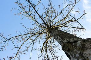 Fier comme un arbre sur Piertje Kruithof