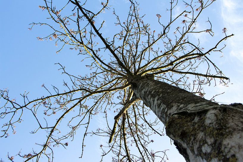 Fier comme un arbre par Piertje Kruithof
