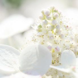 White Flower by Wim van Berlo