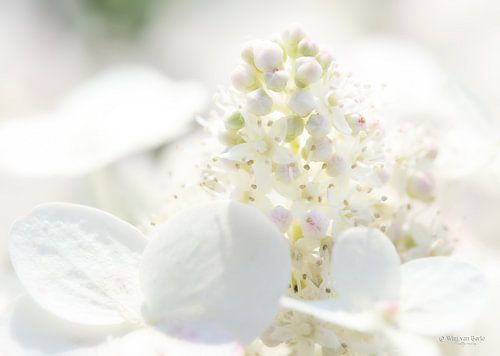 White Flower by Wim van Berlo
