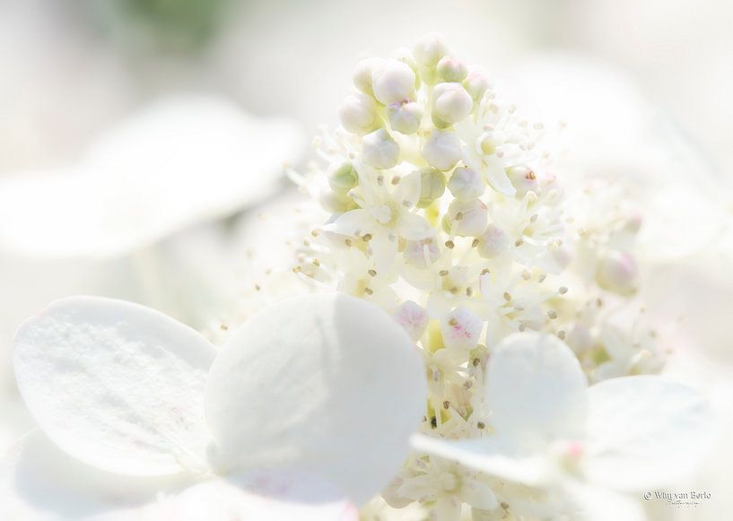 Witte Bloem van Wim van Berlo
