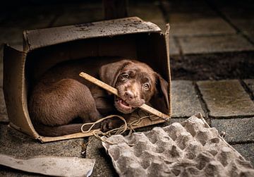 Labrador pup in doos van Peter Rutgers