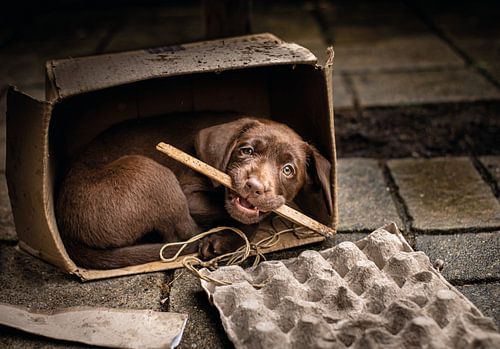 Labrador Welpe im Karton