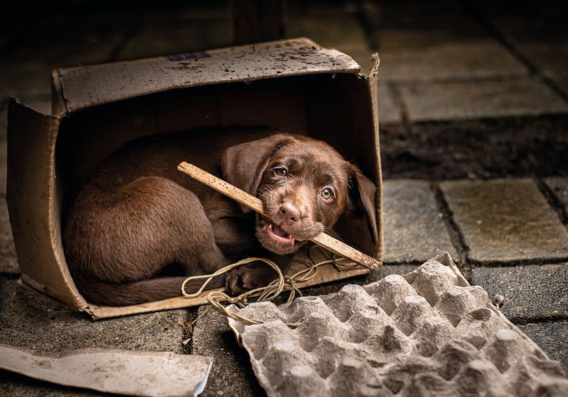 Labrador Welpe im Karton von Peter Rutgers