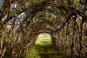 Tunnel der Natur von Gina Peeters Fotografie