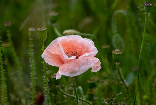 A lovely pink poppy in the field
