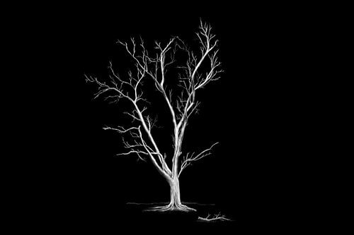 Grote oude bladloze boom.