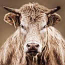 Nahaufnahme einer wütenden Kuh von Diana van Geel Miniaturansicht