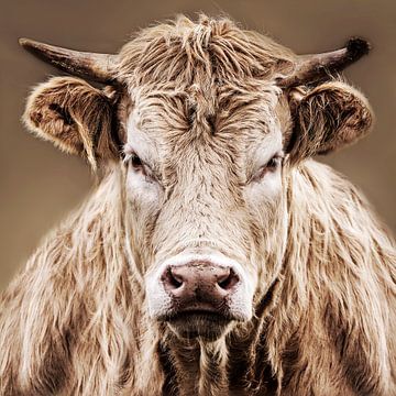 Nahaufnahme einer wütenden Kuh von Diana van Geel