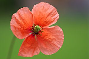 Mohnblume