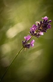 Lavendel van Rene van Heerdt