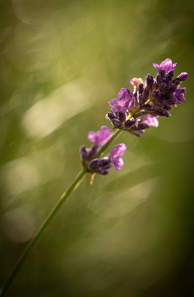 Lavender by Rene van Heerdt