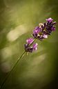 Lavender by Rene van Heerdt thumbnail