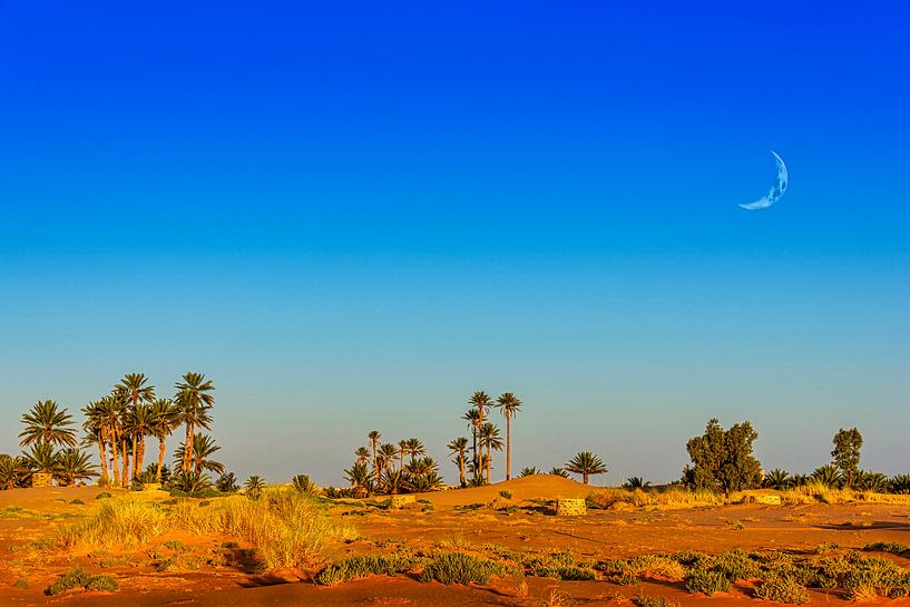 Oase in der Sahara, Marokko von Rietje Bulthuis