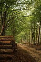 Speulderbos