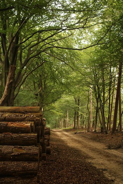 Speulderbos von Jayne Wilby