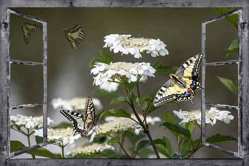 Venstermening - lente ontwaken