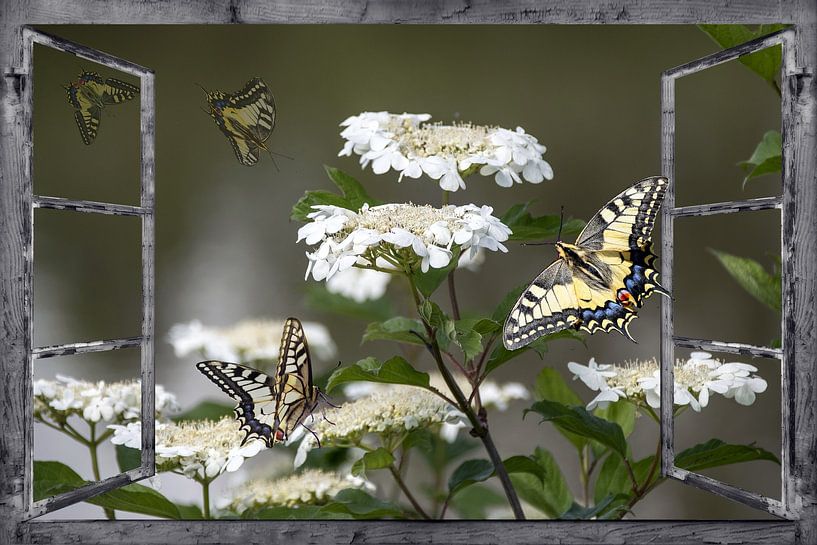 Window view - spring awakening by Christine Nöhmeier