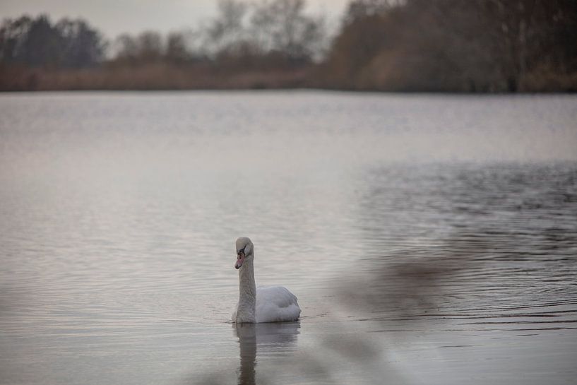 Zwaan in het water friesland van anne droogsma