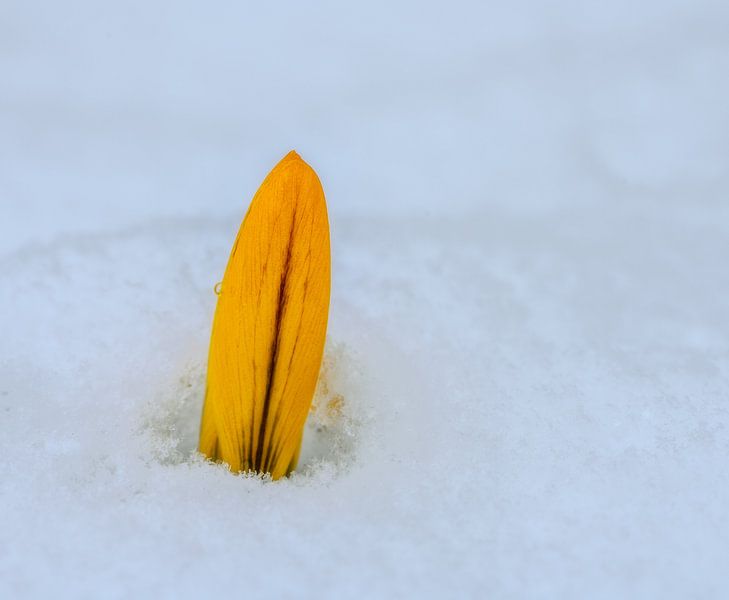 Yellow crocus bud in snow by ManfredFotos