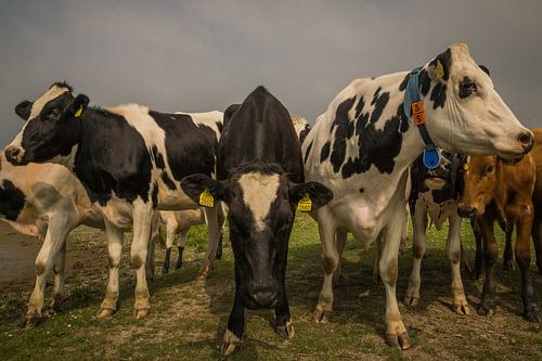 Nieuwsgierige koeien