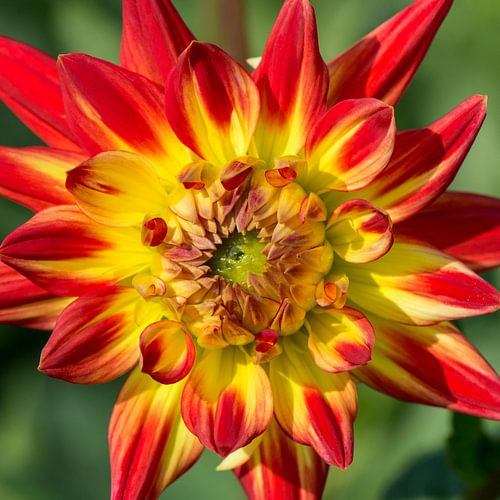 Dahlia