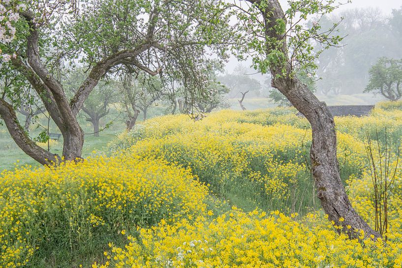 beautiful rapeseed landscape by Samantha Rorijs