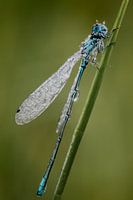 Blauwe waterjuffer