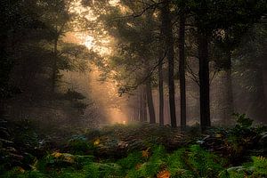 Breda Liesbos im Nebel